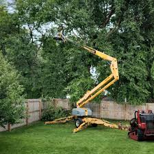 Professional Tree Removal and Landscaping Services in Weed, CA